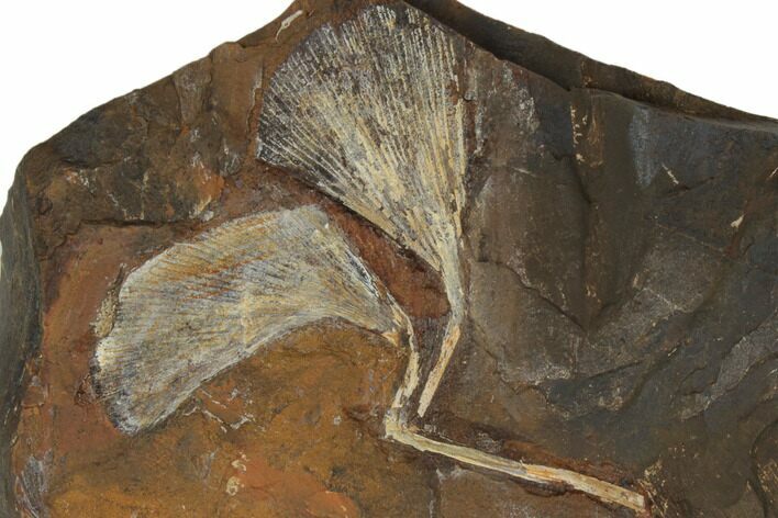 Two Fossil Ginkgo Leaves From North Dakota - Paleocene #188751